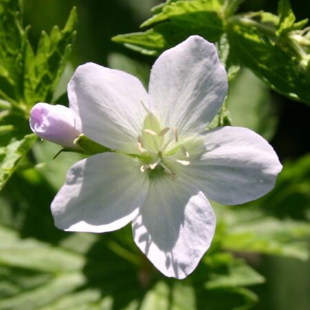 Geranium sylv. 'Album' geen maat specificatie 0,55L/P9cm - afbeelding 5