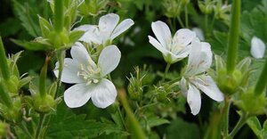 Geranium sylv. 'Album' geen maat specificatie 0,55L/P9cm - afbeelding 6