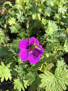 Geranium sanguineum geen maat specificatie 0,55L/P9cm