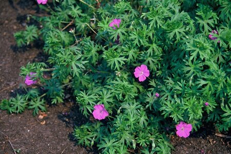 Geranium sanguineum geen maat specificatie 0,55L/P9cm - afbeelding 4