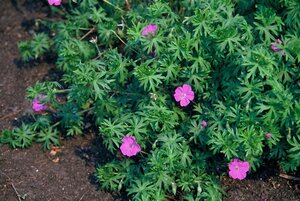 Geranium sanguineum geen maat specificatie 0,55L/P9cm - afbeelding 4