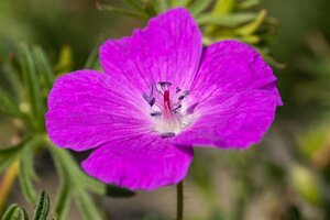 Geranium sanguineum geen maat specificatie 0,55L/P9cm - afbeelding 10