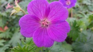 Geranium sanguineum geen maat specificatie 0,55L/P9cm - afbeelding 2