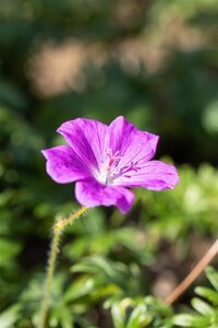 Geranium sanguineum geen maat specificatie 0,55L/P9cm - afbeelding 8