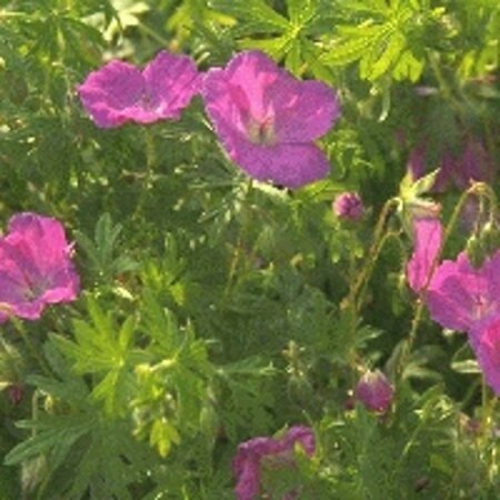 Geranium sanguineum geen maat specificatie 0,55L/P9cm - afbeelding 5