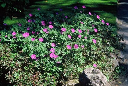 Geranium sanguineum geen maat specificatie 0,55L/P9cm - afbeelding 3