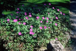 Geranium sanguineum geen maat specificatie 0,55L/P9cm - afbeelding 3