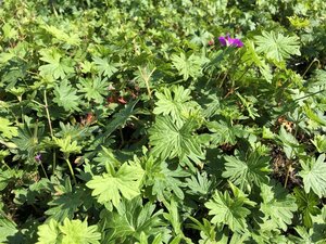Geranium sanguineum geen maat specificatie 0,55L/P9cm - afbeelding 5