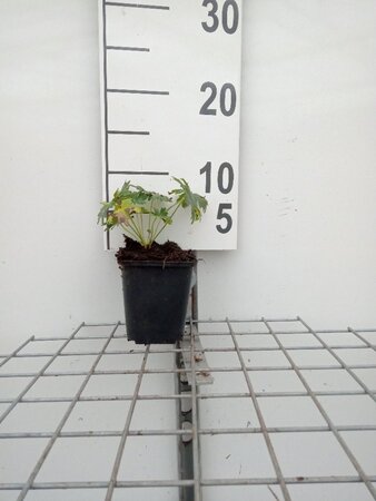 Geranium sanguineum geen maat specificatie 0,55L/P9cm - afbeelding 3