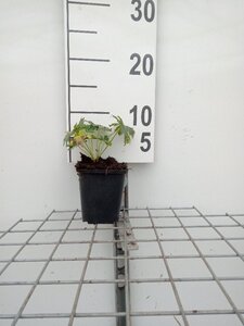 Geranium sanguineum geen maat specificatie 0,55L/P9cm - afbeelding 3