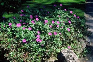 Geranium sanguineum geen maat specificatie 0,55L/P9cm - afbeelding 4