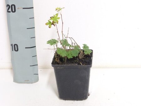Geranium sanguineum geen maat specificatie 0,55L/P9cm - afbeelding 11