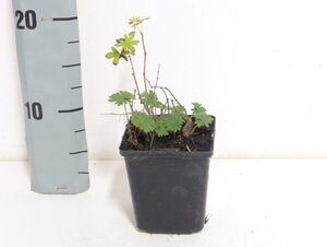 Geranium sanguineum geen maat specificatie 0,55L/P9cm - afbeelding 11