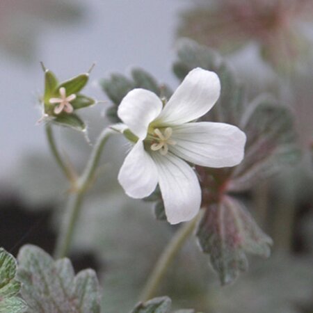 Geranium 'Sanne' geen maat specificatie 0,55L/P9cm - afbeelding 1