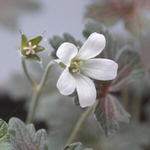 Geranium 'Sanne' geen maat specificatie 0,55L/P9cm - afbeelding 1