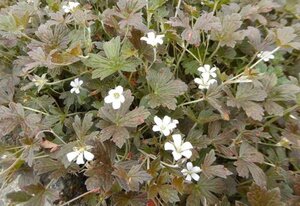 Geranium 'Sanne' geen maat specificatie 0,55L/P9cm - afbeelding 2