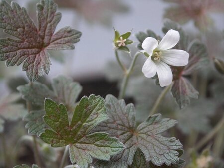 Geranium 'Sanne' geen maat specificatie 0,55L/P9cm - afbeelding 3