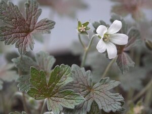 Geranium 'Sanne' geen maat specificatie 0,55L/P9cm - afbeelding 3