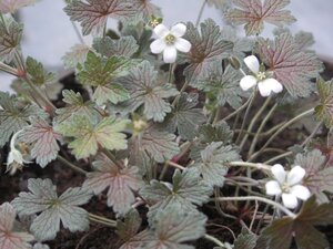 Geranium 'Sanne' geen maat specificatie 0,55L/P9cm - afbeelding 4