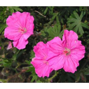 Geranium sang. 'Ankum's Pride' geen maat specificatie 0,55L/P9cm - afbeelding 1