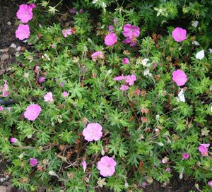 Geranium sang. 'Ankum's Pride' geen maat specificatie 0,55L/P9cm - afbeelding 2