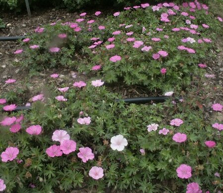 Geranium sang. 'Ankum's Pride' geen maat specificatie 0,55L/P9cm - afbeelding 4
