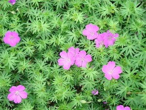 Geranium sang. 'Aviemore' geen maat specificatie 0,55L/P9cm