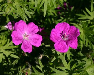Geranium sang. 'Elsbeth' geen maat specificatie 0,55L/P9cm - afbeelding 1