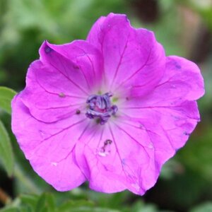 Geranium sang. 'Elsbeth' geen maat specificatie 0,55L/P9cm - afbeelding 2