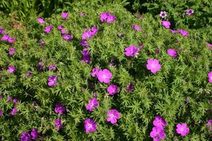 Geranium sang. 'Elsbeth' geen maat specificatie 0,55L/P9cm - afbeelding 3