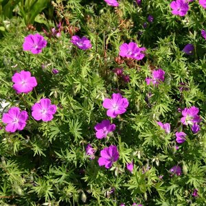 Geranium sang. 'Elsbeth' geen maat specificatie 0,55L/P9cm - afbeelding 4