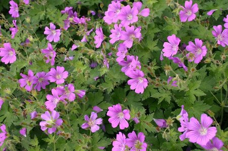 Geranium 'Sirak' geen maat specificatie 0,55L/P9cm - afbeelding 5