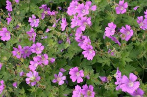 Geranium 'Sirak' geen maat specificatie 0,55L/P9cm - afbeelding 5