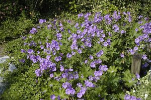 Geranium 'Sirak' geen maat specificatie 0,55L/P9cm