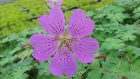 Geranium 'Sirak' geen maat specificatie 0,55L/P9cm - afbeelding 4