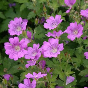 Geranium 'Sirak' geen maat specificatie 0,55L/P9cm - afbeelding 6