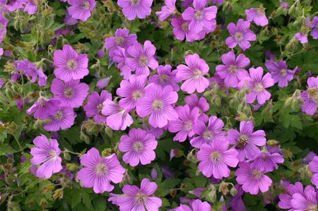 Geranium 'Sirak' geen maat specificatie 0,55L/P9cm - afbeelding 7