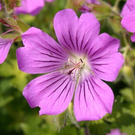 Geranium 'Sirak' geen maat specificatie 0,55L/P9cm - afbeelding 8