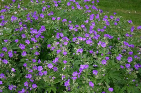 Geranium sylv. 'Mayflower' geen maat specificatie 0,55L/P9cm - afbeelding 2