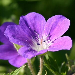 Geranium sylv. 'Mayflower' geen maat specificatie 0,55L/P9cm - afbeelding 5