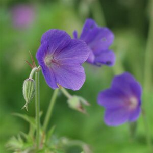 Geranium 'Spinners' geen maat specificatie 0,55L/P9cm