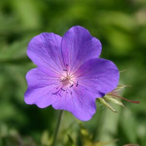 Geranium 'Spinners' geen maat specificatie 0,55L/P9cm - afbeelding 2