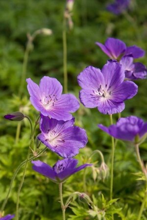 Geranium 'Spinners' geen maat specificatie 0,55L/P9cm - afbeelding 3