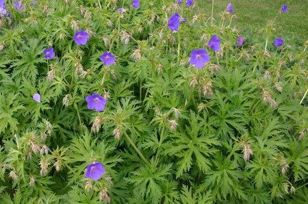 Geranium 'Spinners' geen maat specificatie 0,55L/P9cm - afbeelding 4