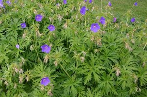 Geranium 'Spinners' geen maat specificatie 0,55L/P9cm - afbeelding 4