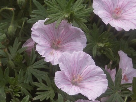 Geranium sanguineum striatum geen maat specificatie 0,55L/P9cm - afbeelding 4