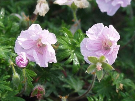 Geranium sanguineum striatum geen maat specificatie 0,55L/P9cm - afbeelding 5