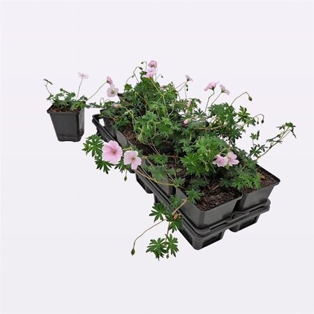 Geranium sanguineum striatum geen maat specificatie 0,55L/P9cm - afbeelding 4