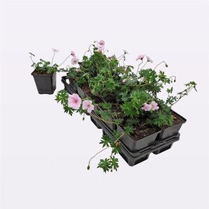 Geranium sanguineum striatum geen maat specificatie 0,55L/P9cm - afbeelding 4