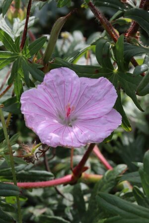 Geranium sanguineum striatum geen maat specificatie 0,55L/P9cm - afbeelding 4